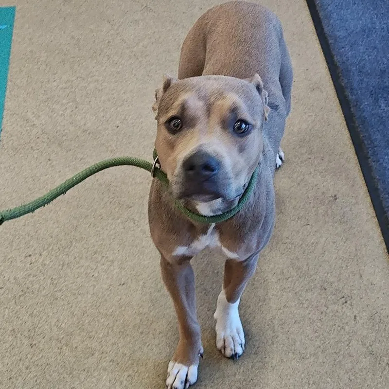 An adult medium-sized female Brown / Chocolate Pit Bull Terrier dog named IEPAStray for adoption in Upland, CA