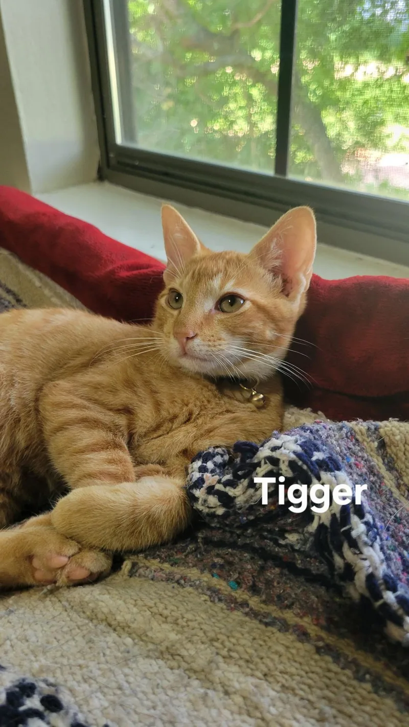 Tigger thumbnail 6