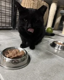 An adult medium-sized female Black American Shorthair cat named Carol Ann for adoption in St. George, UT