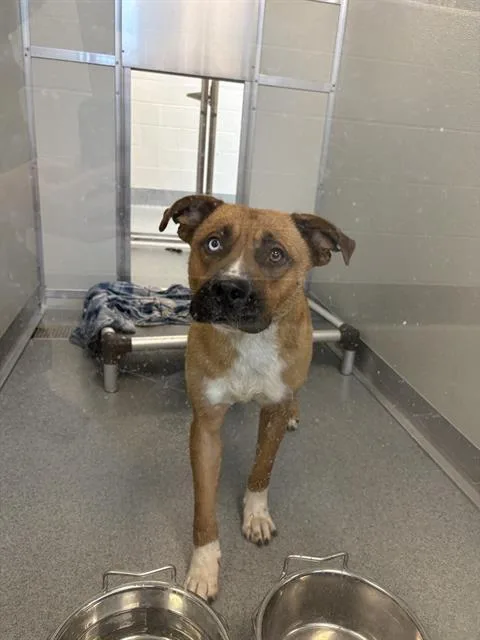 A young medium-sized male Pit Bull Terrier dog named Canelo for adoption in Indianapolis, IN