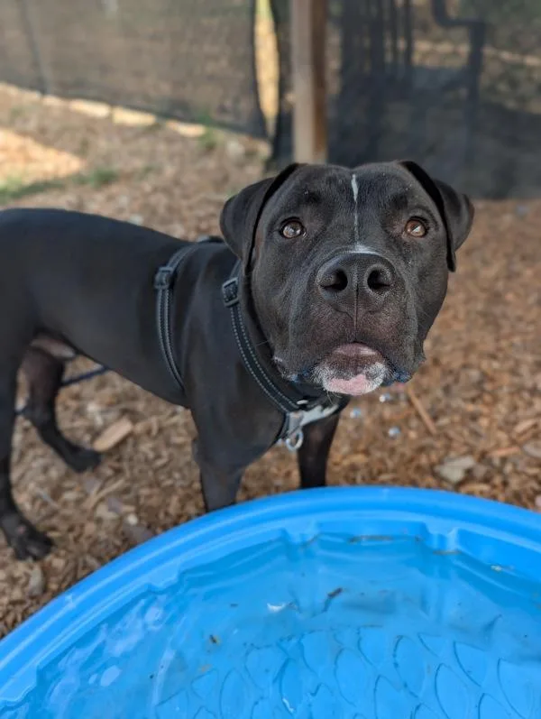 A young large-sized male Pit Bull Terrier dog named Shrimp Magician for adoption in Santa Rosa, CA