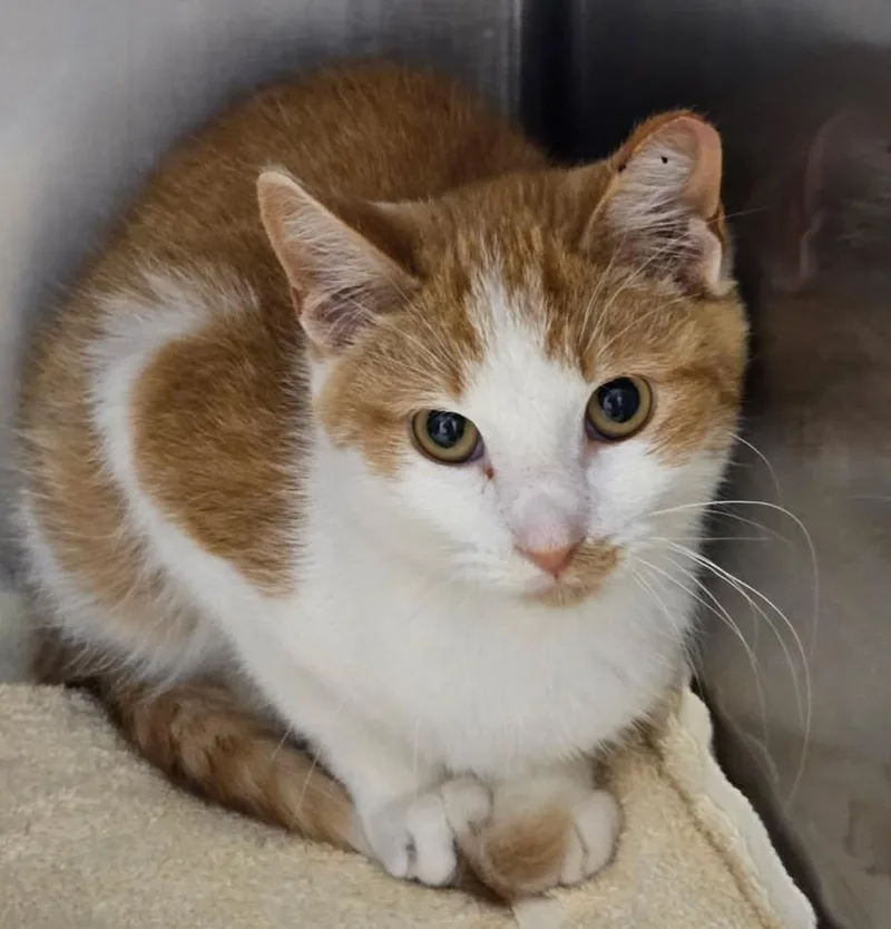 A baby medium-sized male Orange & White Domestic Short Hair cat named Jelly Pumpkin for adoption in Yorkville, IL
