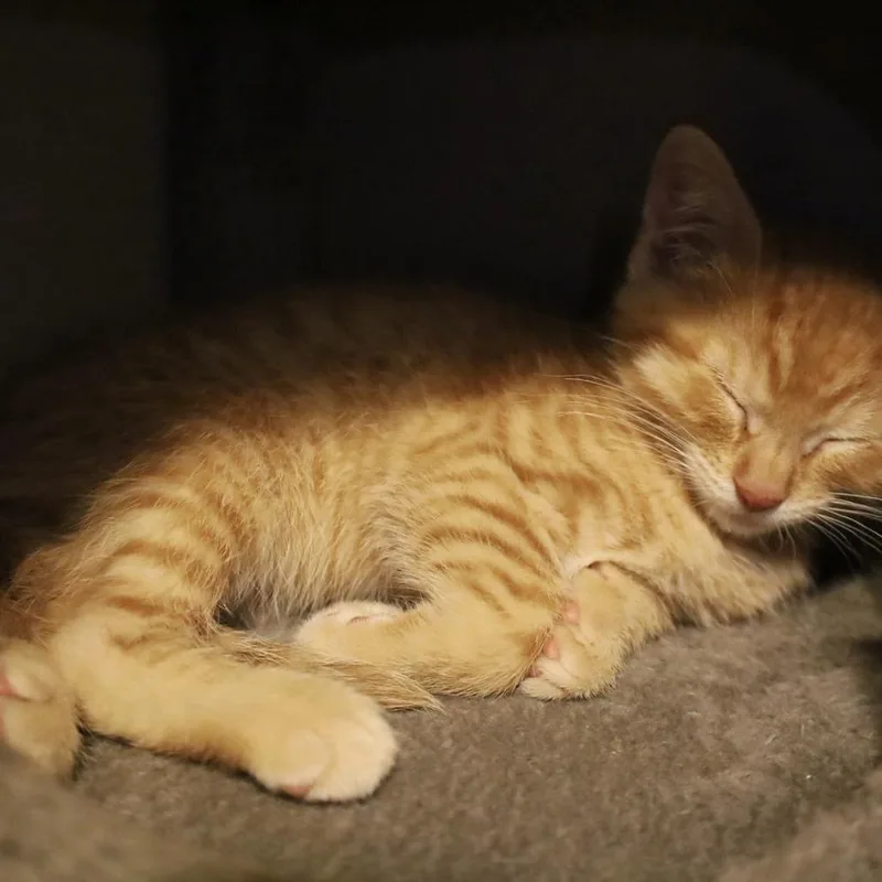 A baby small-sized male Orange / Red Domestic Short Hair cat named Wenny for adoption in Rochester, MN