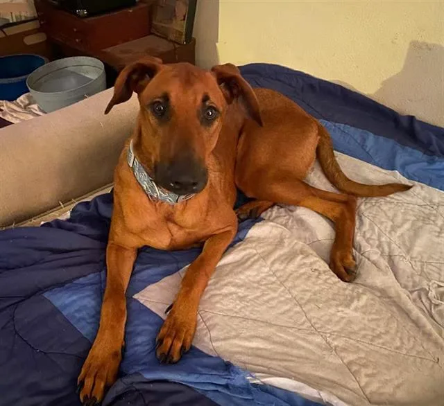An adult large-sized male Mixed Breed dog named River for adoption in Jacksonville, FL
