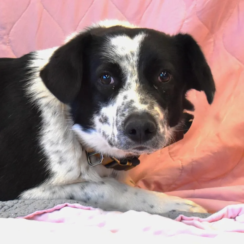 Dottie