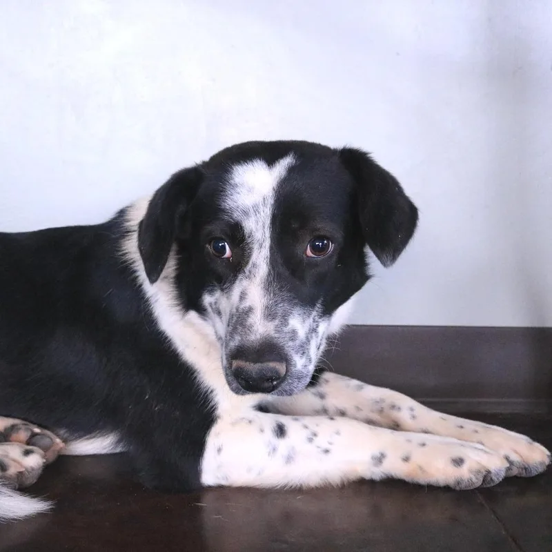 Dottie thumbnail 3