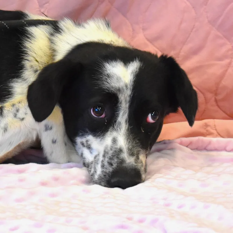 Dottie thumbnail 4