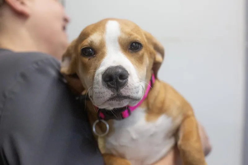 A baby small-sized female Corgi dog named Lainey for adoption in Mountain Home, AR