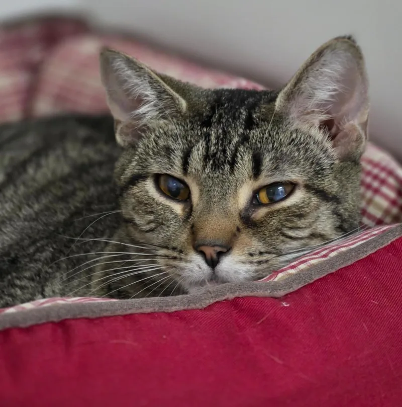 A young medium-sized female Domestic Short Hair cat named Trixy for adoption in Huntington, IN