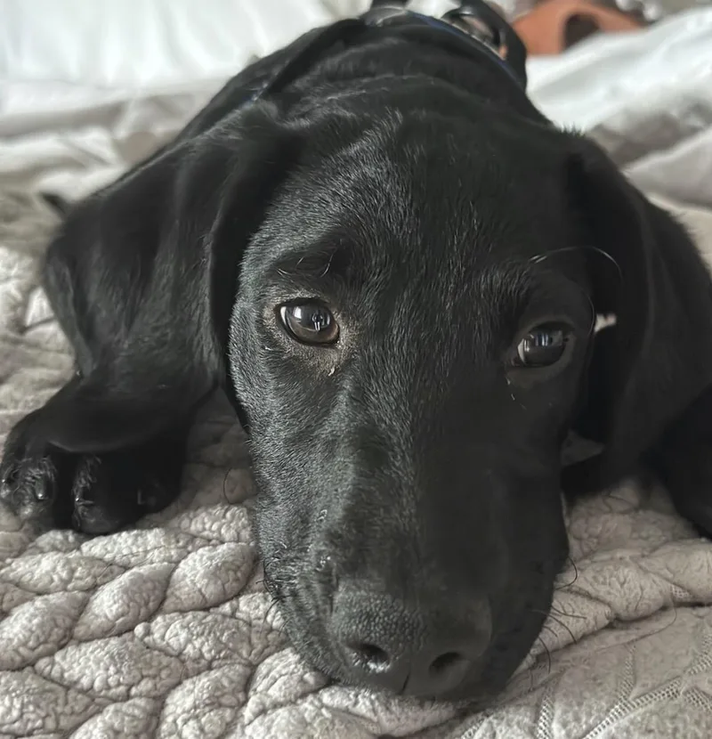 A baby large-sized female Black Labrador Retriever dog named Elphaba for adoption in Itasca, IL