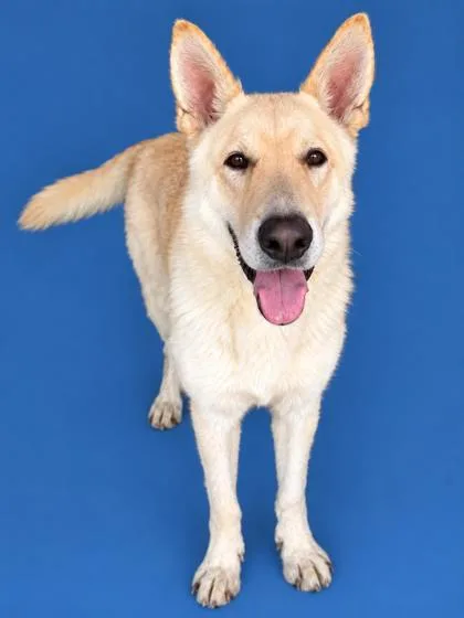 An adult large-sized male German Shepherd Dog dog named Cornbread for adoption in Cumming, GA