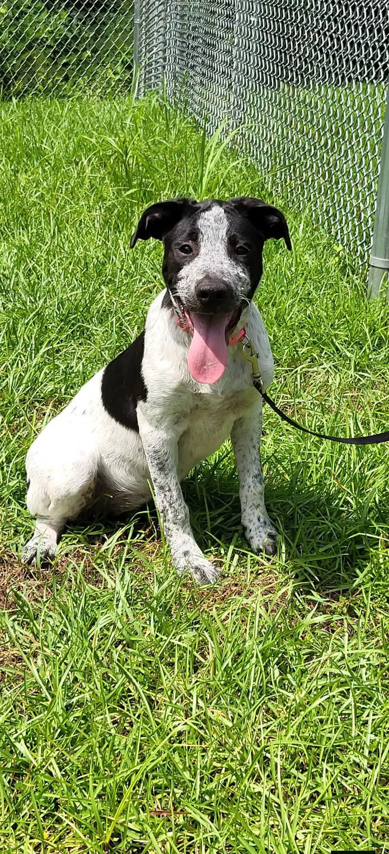 A young medium-sized female Harlequin Australian Cattle Dog / Blue Heeler dog named Baby Blue for adoption in Marion, MS