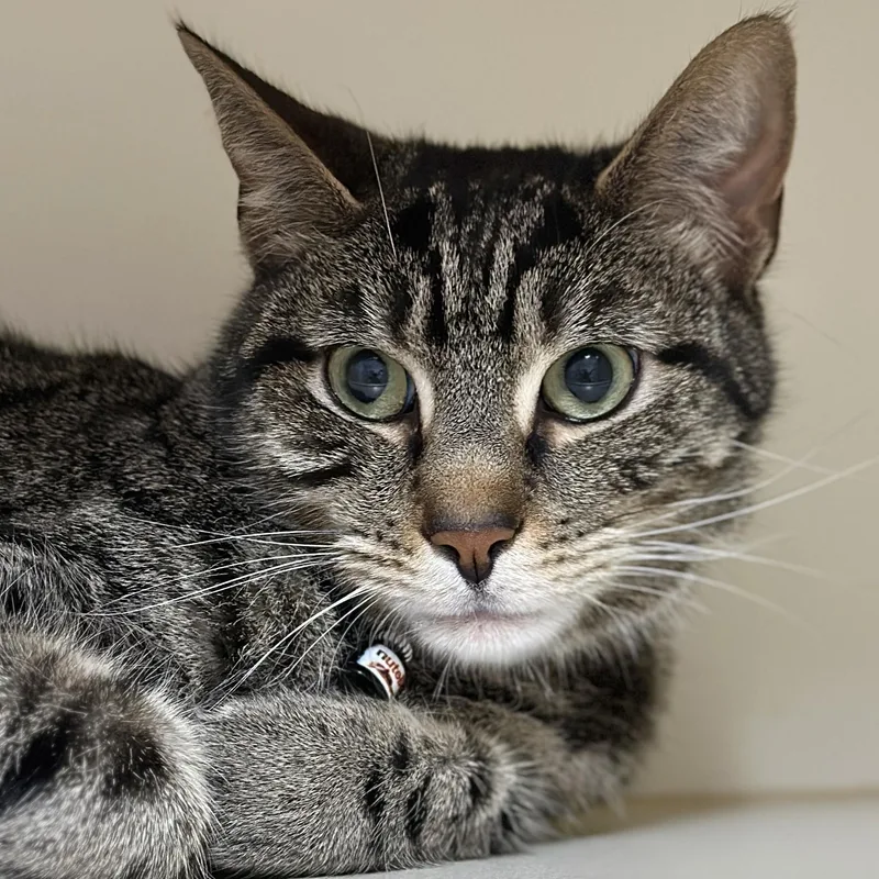 An adult medium-sized male Tabby (Brown / Chocolate) Domestic Short Hair cat named Nutella for adoption in Victor, NY