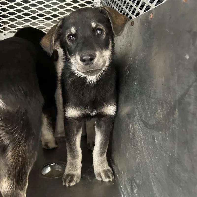 A baby small-sized female Black Husky dog named Waverly for adoption in Birmingham, AL