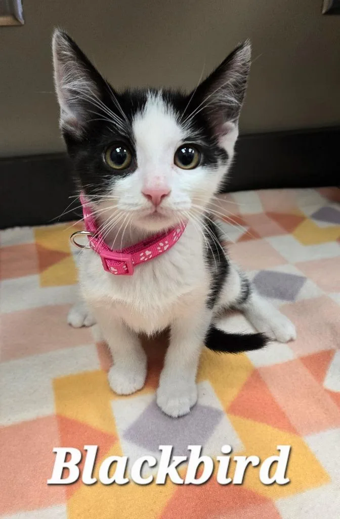 A baby small-sized female Domestic Short Hair cat named Blackbird for adoption in Sidney, OH