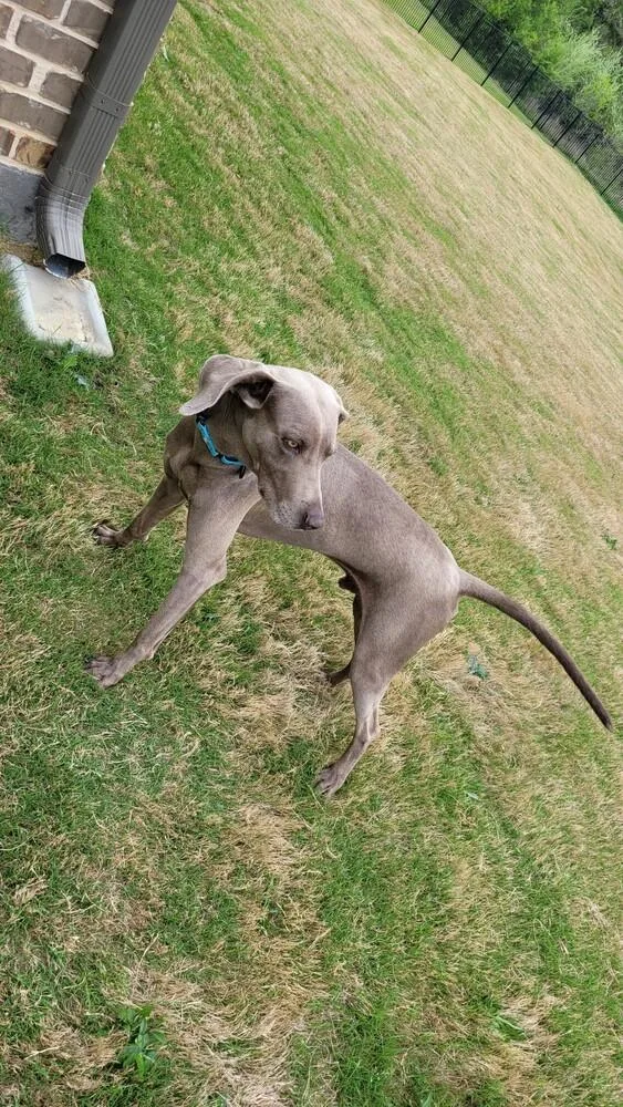 An adult large-sized male Gray / Blue / Silver Weimaraner dog named Din for adoption in Dallas, TX
