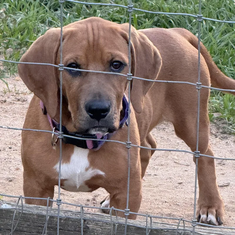 A baby medium-sized male Red / Chestnut / Orange Hound dog named Cashew for adoption in Port Saint Lucie, FL