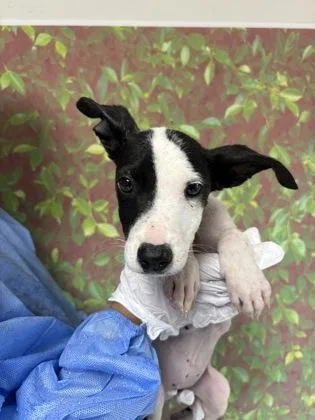 A young small-sized female Shepherd dog named Scarlet Witch for adoption in San Antonio, TX