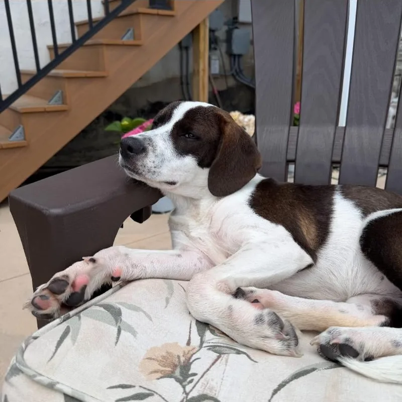 A baby medium-sized female German Shorthaired Pointer dog named Michelle for adoption in Philadelphia, PA