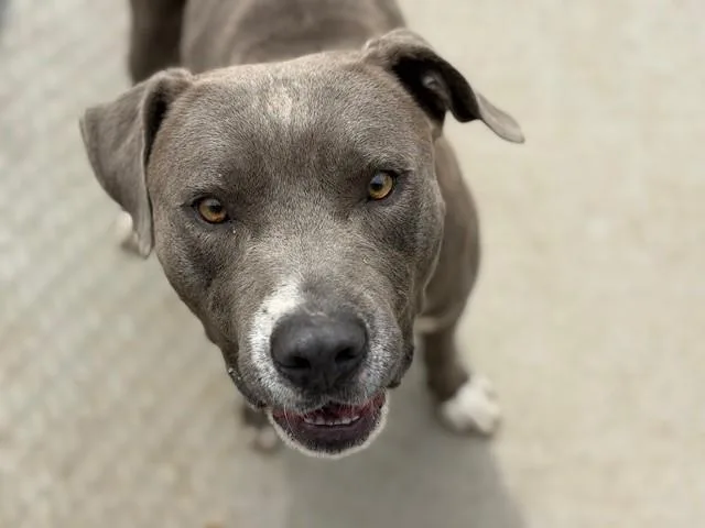A young large-sized male Pit Bull Terrier dog named Marvin for adoption in Tulsa, OK