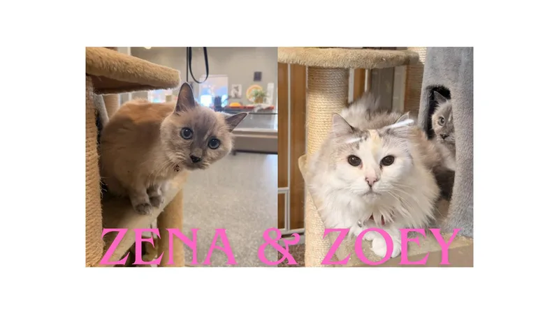 A senior medium-sized female Blue Cream Bombay cat named Zoey & Zena for adoption in Redmond, OR