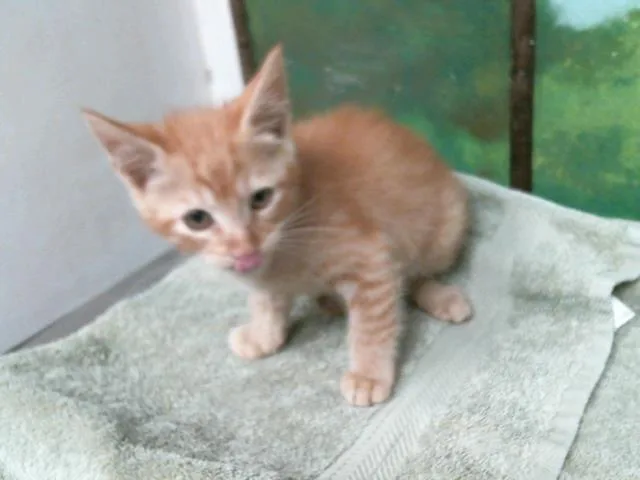 A baby small-sized male Domestic Short Hair cat named Stormy for adoption in Houston, TX