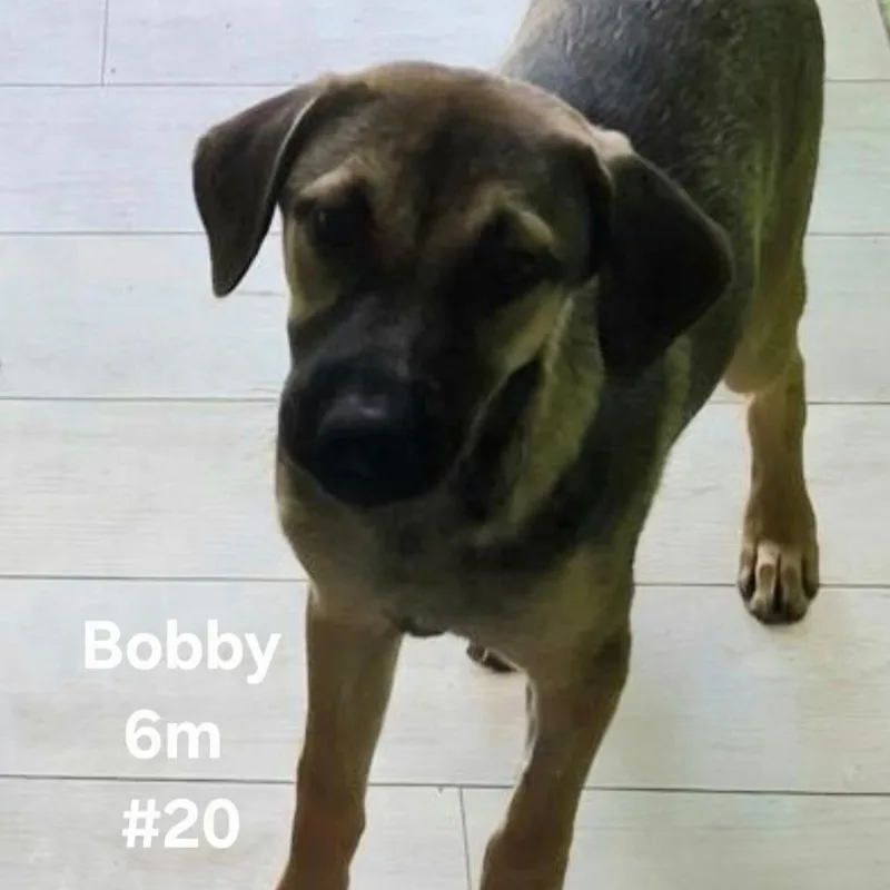 A young medium-sized male Mixed Breed dog named Bobby for adoption in Englewood, FL