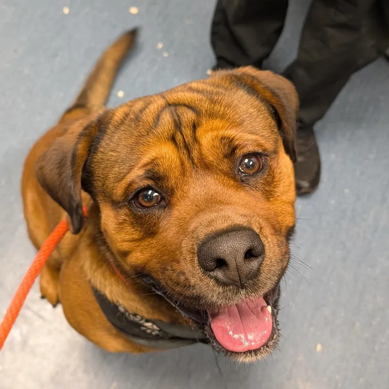An adult large-sized male Yellow / Tan / Blond / Fawn Mixed Breed dog named Koda for adoption in Pittsburgh, PA