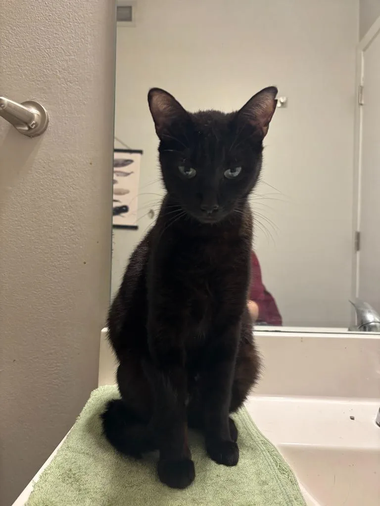 A young medium-sized female Domestic Short Hair cat named Mamacita for adoption in Minneapolis, MN