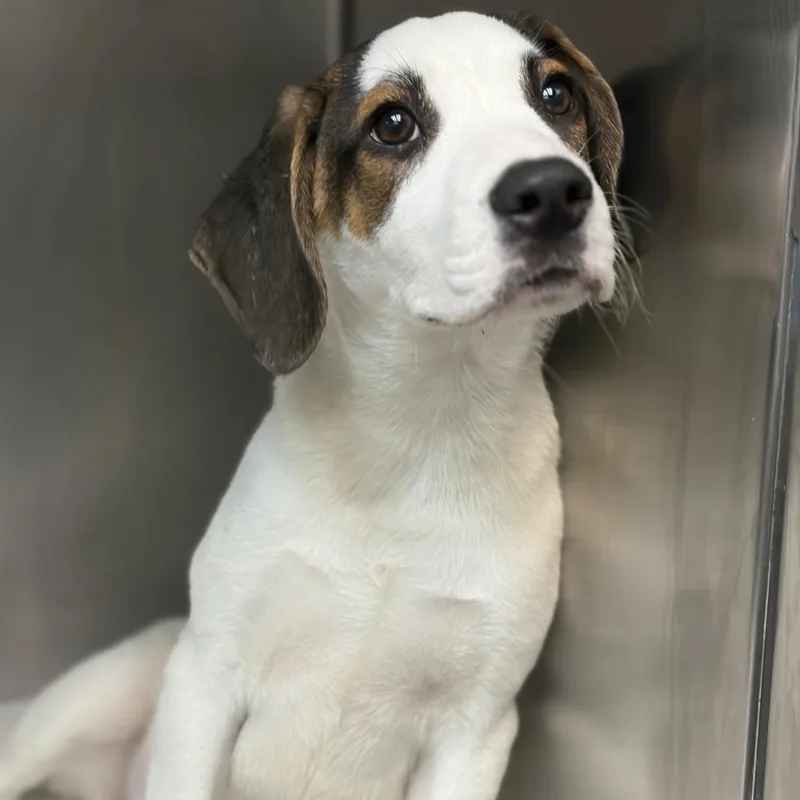 A baby medium-sized male White / Cream Hound dog named Fish for adoption in Council Bluffs, IA