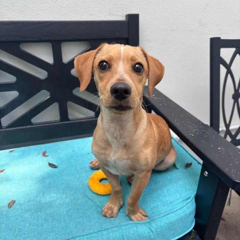 A baby small-sized male Dachshund dog named Zion for adoption in Los Angeles, CA