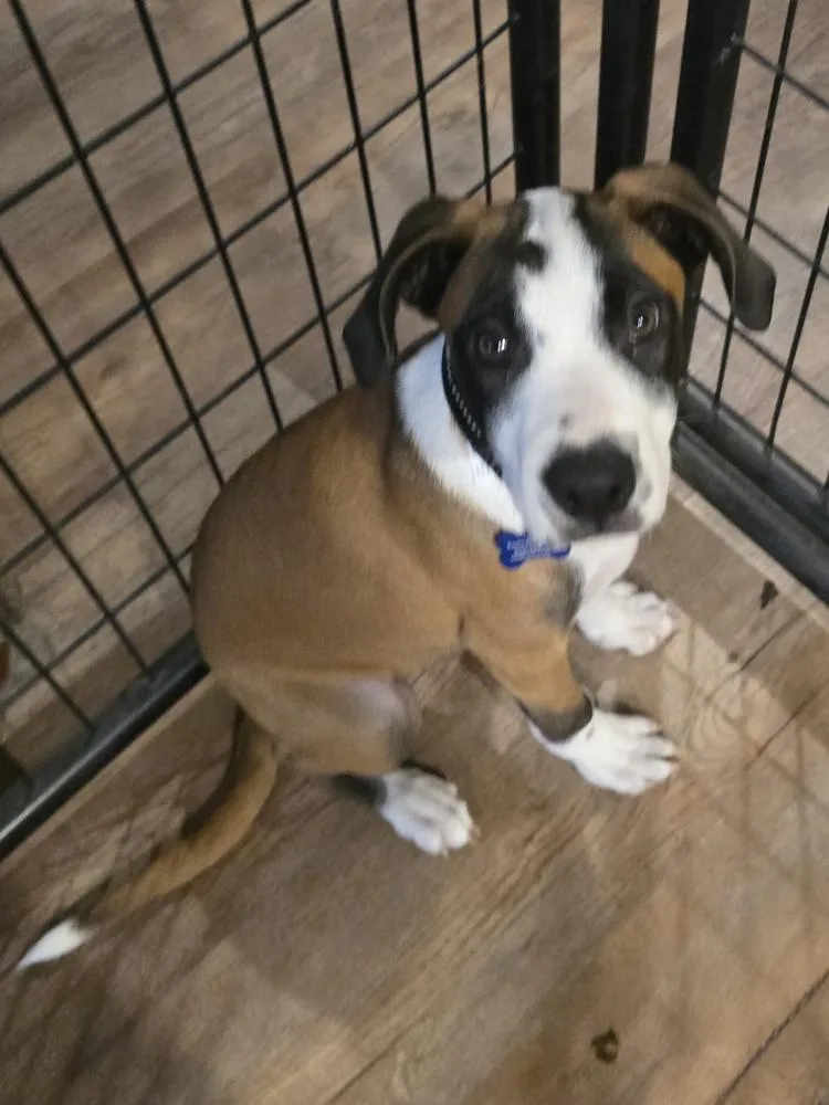 A baby small-sized male Tricolor (Brown, Black, & White) Australian Cattle Dog / Blue Heeler dog named Oscar for adoption in Colorado Springs, CO
