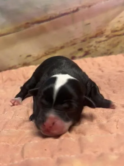 A baby small-sized female Terrier dog named Sundara for adoption in San Antonio, TX