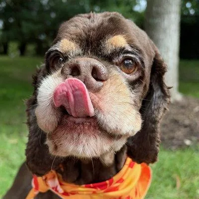 A senior medium-sized male Cocker Spaniel dog named Chip for adoption in Arlington, VA