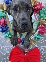 An adult medium-sized female Brindle Pit Bull Terrier dog named Birdie for adoption in Moline, IL