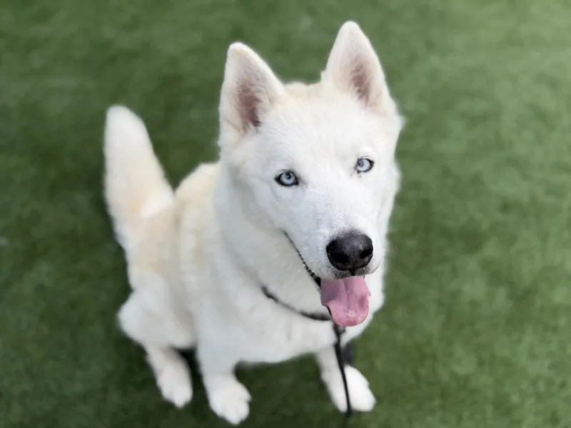 An adult large-sized male Siberian Husky dog named Gohan for adoption in Los Angeles, CA