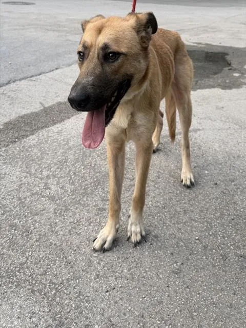 A young large-sized female Terrier dog named Dixie for adoption in Miami, FL