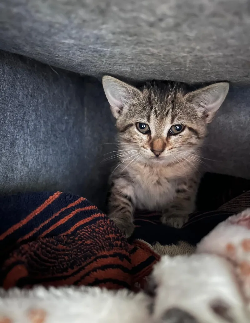 A baby small-sized female Tabby (Buff / Tan / Fawn) Domestic Short Hair cat named Snooki for adoption in Pearland, TX