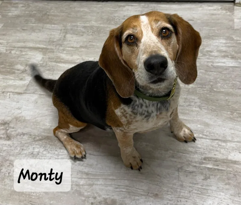 An adult medium-sized male Tricolor (Brown, Black, & White) Beagle dog named Monty for adoption in Urbana, OH
