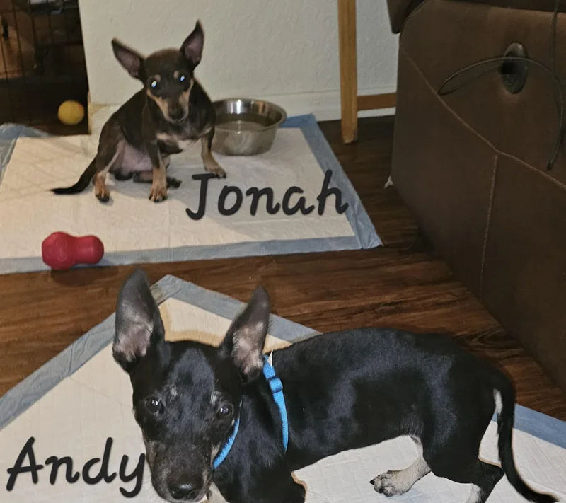 Jonah thumbnail 4