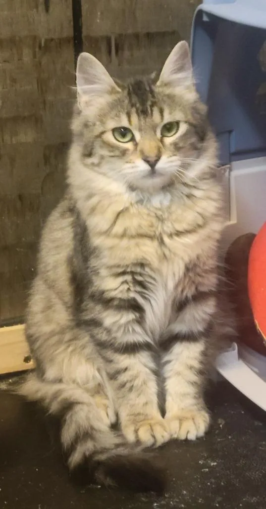 Chili Pepper thumbnail 2