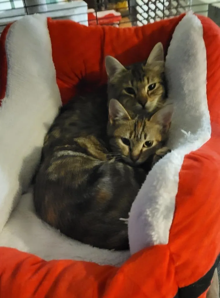 Chili Pepper thumbnail 3