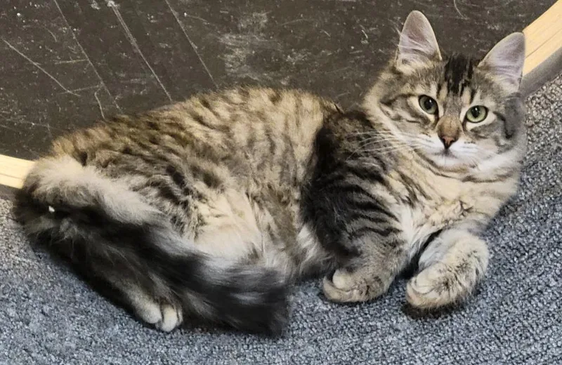 Chili Pepper thumbnail 4