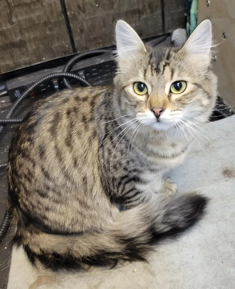 Chili Pepper thumbnail 5