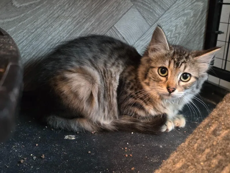 Chili Pepper thumbnail 6