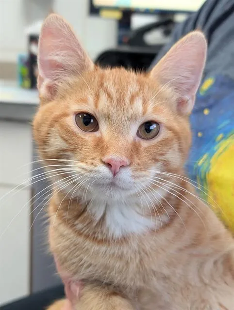 A baby small-sized male Domestic Short Hair cat named Murphy for adoption in Canfield, OH