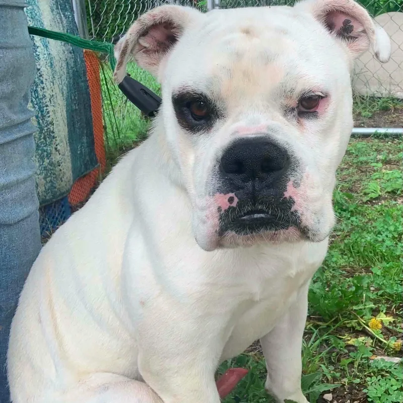 An adult medium-sized male White / Cream American Bulldog dog named Mac for adoption in Ravenna, KY