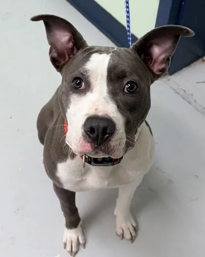 A young medium-sized female Pit Bull Terrier dog named Lilith for adoption in Savannah, GA
