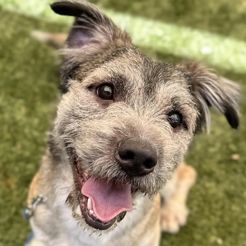 An adult medium-sized male Yellow / Tan / Blond / Fawn Terrier dog named Alvin  Ecas for adoption in Pleasanton, CA