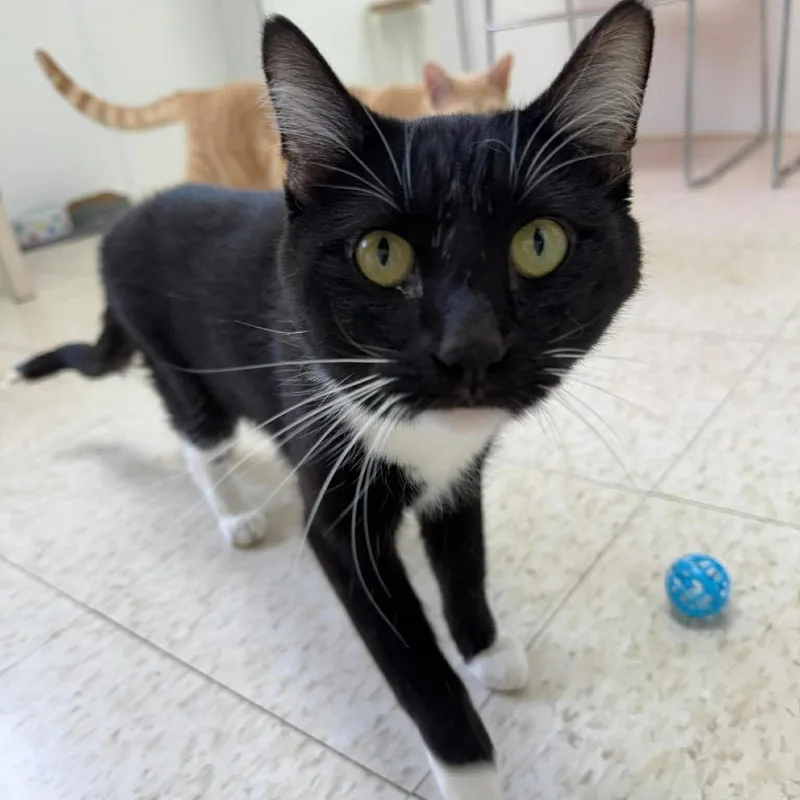 An adult medium-sized male Black Domestic Short Hair cat named Chef for adoption in Enid, OK